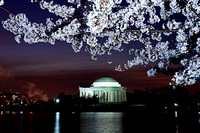 "Cherry Blossoms 2010"